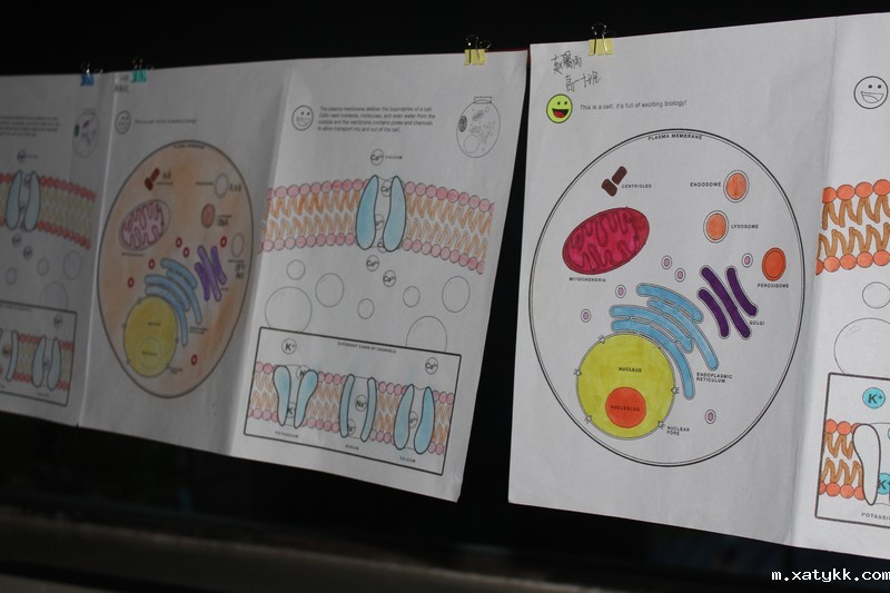 1608340391302943.jpg 5.学生制作的《细胞模型的秘密花园》.JPG