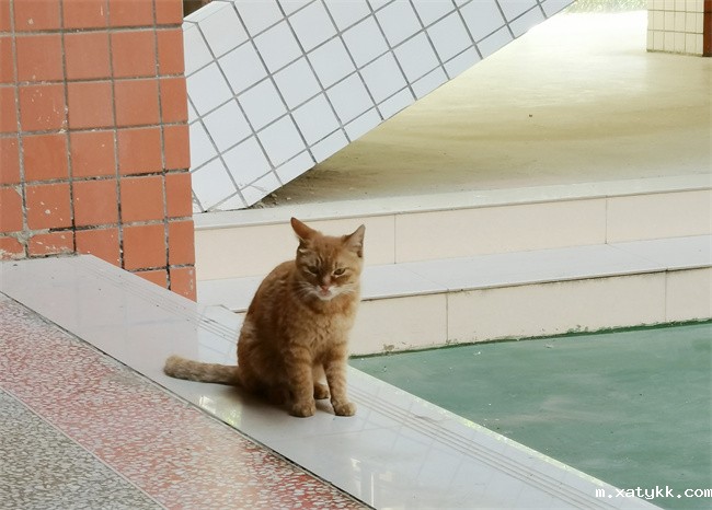 1684889617288786.jpg 1.焦急而无助的猫妈妈.jpg