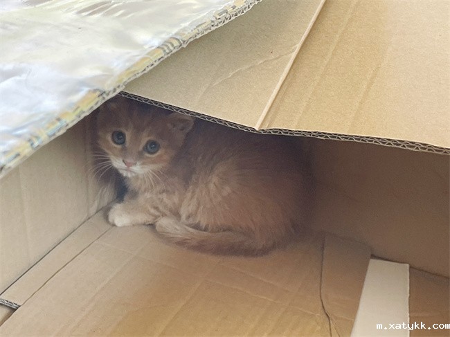 1684889711851426.jpg 5.小猫被顺利营救出来.jpg